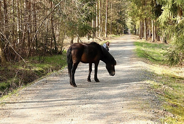 V pírodní památce Na Placht si kdosi uspoádal veírek, jeden exmoorský pony...