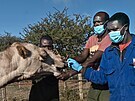 Odborníci v keské pírodní rezervaci Kapiti testují velbloudy na koronavirus...