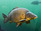Mimoádný pohled do ivota sladkovodních ryb nabízí expozice ivá voda v Modré.