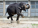 Sloninec pat mezi nejpalivj msta v zoo. Na archivnm snmku slonice...