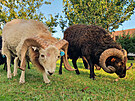 Bílý a erný beránek ouessantské ovce. Vzácnji se objevuje i hndé vybarvení.
