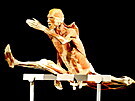 V Brn� je p�ipraven� kontroverzn� v�stava lidsk�ch t�l Body Worlds. Od z���...
