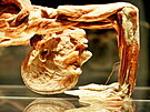 V Brn� je p�ipraven� kontroverzn� v�stava lidsk�ch t�l Body Worlds. Od z���...