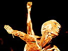 V Brn� je p�ipraven� kontroverzn� v�stava lidsk�ch t�l Body Worlds. Od z���...