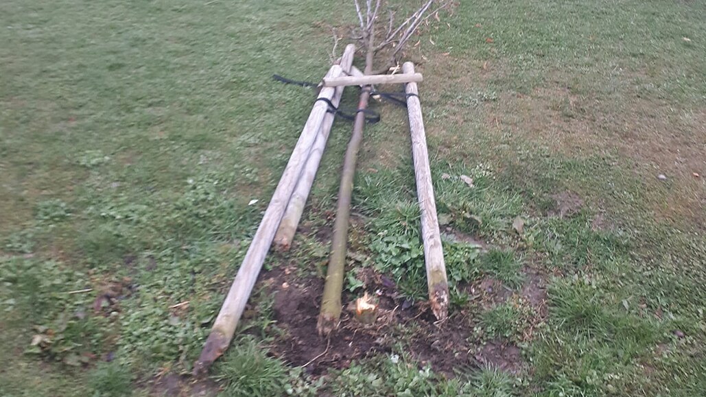 Neobvyklá výzva starosty se vyplatila, mladík si pokácení lípy odpracuje