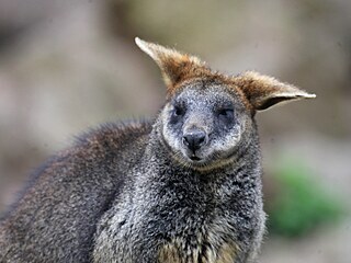 V brněnské zoo se radují z klokaních mláďat. Tři už se pohybují mimo vak a...