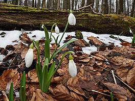 Vrcholové bučiny Velké Javořiny pokrývají časně zjara bílé koberce kvetoucích...