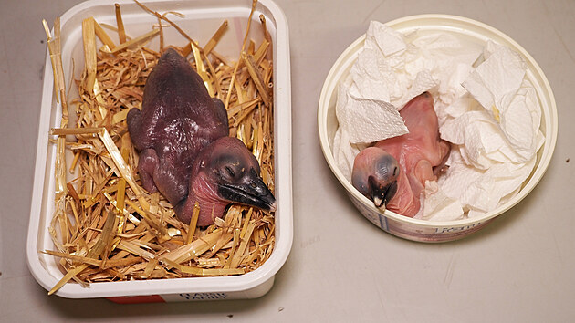 Ze dvou kuřat zoborožců kaferských se v březnu radovali chovatelé v olomoucké zoo. Protože jsou pro mláďata první dny života kritická, jejich odchov si vzal na starost zoolog.
