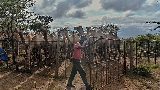 Odborníci v keňské přírodní rezervaci Kapiti testují velbloudy na koronavirus MERS. (24. března 2021)