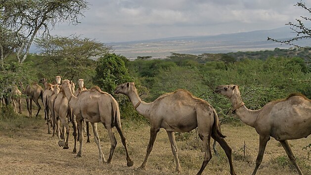 Odborníci v keňské přírodní rezervaci Kapiti testují velbloudy na koronavirus MERS. (24. března 2021)