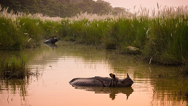 Nosoroci v Chitwanskm nrodnm parku v Neplu