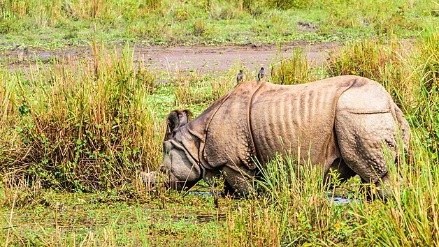 V národním parku Čitván, jedné z největších přírodních rezervací pro nosorožce, letos zažívají doslova nosorožčí baby-boom.