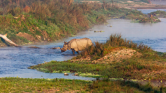 „Covidová uzávěra poskytla nejlepší prostředí pro narození a růst malých nosorožců,“ řekl ochránce přírody Bišnu Lama, který se účastnil sčítání. Jen v rezervaci Čitván napočítali 125 mláďat