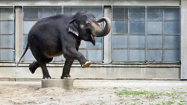 Sloninec patří mezi nejpalčivější místa v zoo. Na archivním snímku slonice Rání, kterou musela nechat zoo uspat. 