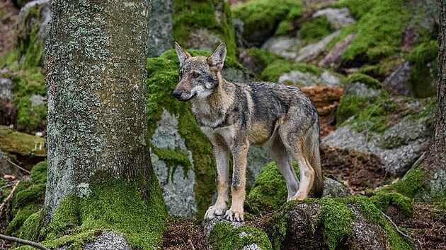 I plachho vlka vidli lid na Lipensku, kdy platil lockdown a v regionu nebyli dn turist.
