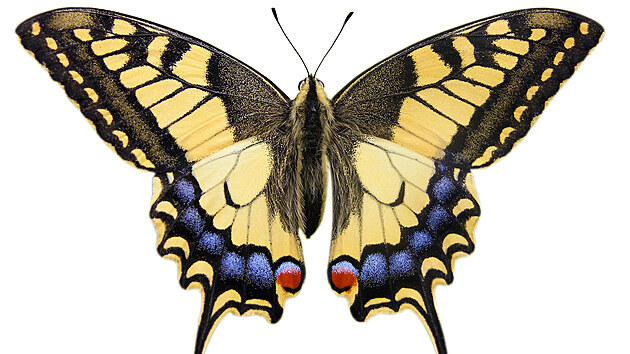 Otakárek fenyklový, motýl, jehož má Dalibor Janda spojeného se svým dětstvím na Moravě.  