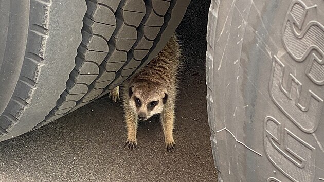 Uprchlá surikata se ukrývala mezi koly kamionu.