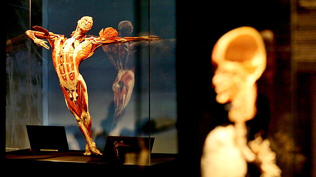 V Brně je připravená kontroverzní výstava lidských těl Body Worlds. Od září čeká na otevření. (29. dubna 2021)