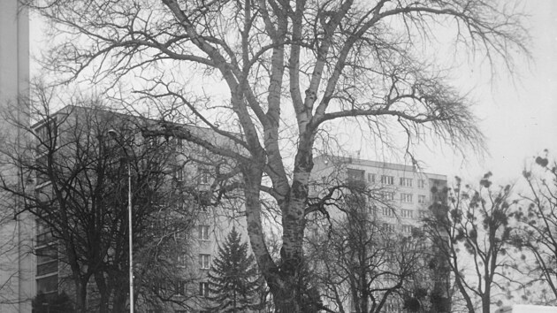 Mohutn� topol stoj�c� kdysi u ji� zbouran� �ustalovy vily