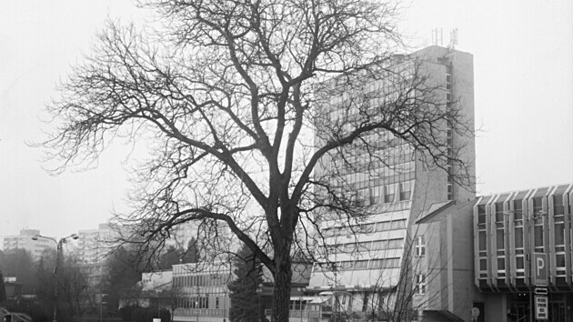 Ačkoliv není památným stromem s cedulí se státním znakem, je tento Ořech svědkem pro Kopřivnici významným. Vlastníma rukama ho nejspíš v roce 1927 zasadil zakladatel Lašského muzea Emil Hanzelka se svým malým synkem Lubou na zahradě jejich domu.