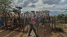 Odborníci v keské pírodní rezervaci Kapiti testují velbloudy na koronavirus...