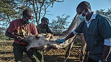 Odborníci v keské pírodní rezervaci Kapiti testují velbloudy na koronavirus...