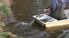 Do rybníku v Praze Vinoi unikla neznámá látka. Uhynulo pes 1 300 ryb