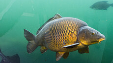 Mimoádný pohled do ivota sladkovodních ryb nabízí expozice ivá voda v Modré.