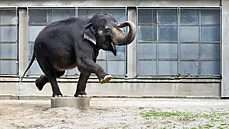 Sloninec patí mezi nejpalivjí místa v zoo. Na archivním snímku slonice...