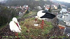 �ápi Týna a Tom, sledovaní na t�ebí�ském komín� webkamerou, pe�ují ve svém...