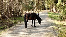 V pírodní památce Na Placht si kdosi uspoádal veírek, jeden exmoorský pony...