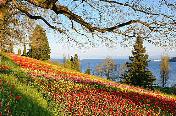 Na jaře rozkvétá na Mainou přes sto tisíc tulipánů.