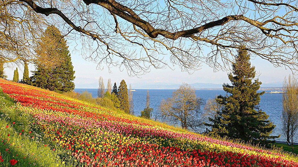 Německý květinový ráj v Alpách. Na ostrově Mainau panuje středomořské klima