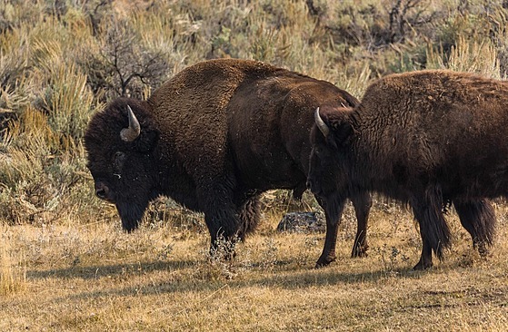 Stádo bizon v americkém Yellowstonském národním parku. (16. záí 2020)