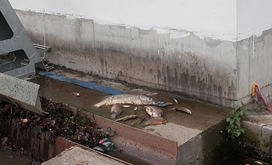 V řece Bílině došlo k hromadnému úhynu ryb.
