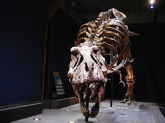 Rekonstruovaná kostra dospělého exempláře druhu Tyrannosaurus rex, známá pod...