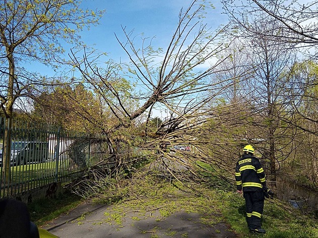 V Sokolov spadl strom na matku s dvouletými dvojaty. (4. kvtna 2021)