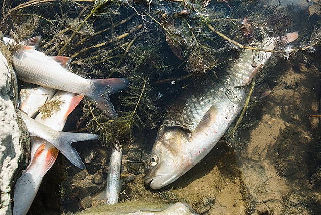 Havárii na Bečvě prokazatelně způsobila Energoaqua, prohlásil u soudu znalec