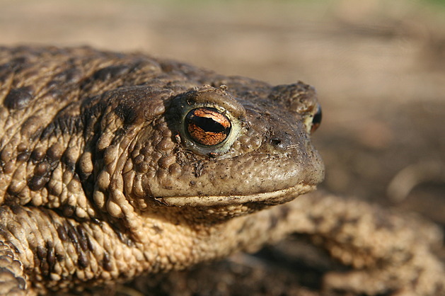 Ropucha obecná.