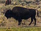 Stádo bizon v americkém Yellowstonském národním parku. (16. záí 2020)
