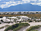 White Sands je jedinený ekosystém s mnoha endemity. Duny se  pi poádném...