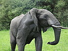 Majestátní sloni v Tanzanii
