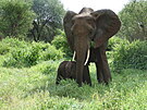 Sloní máma s mládtem