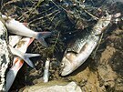 Uhynulé ryby v Bev (21. záí 2020)