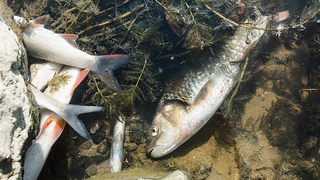Uhynulé ryby v Bečvě (21. září 2020)