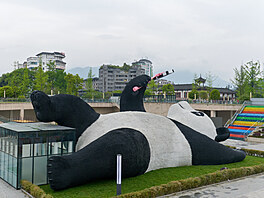 Obí panda fotící si selfie, která se nachází v ínském mst Dujiangyan, je...