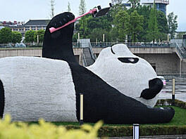 Obí panda fotící si selfie, která se nachází v ínském mst Dujiangyan, je...