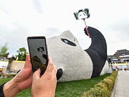 Obí panda fotící si selfie, která se nachází v ínském mst Dujiangyan, je...