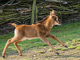 Takto umí ádit mlád antilopy vrané, kdy je poprvé venku. Jmenuje se Josefína.