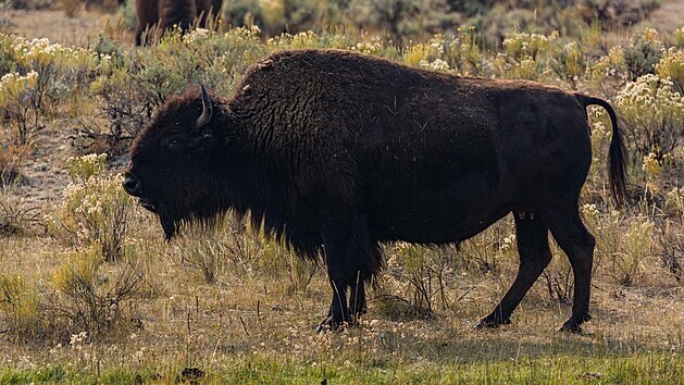 Stdo bizon v americkm Yellowstonskm nrodnm parku. (16. z 2020)